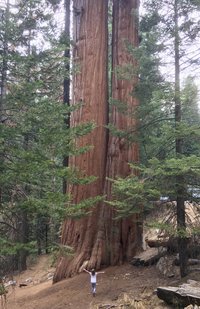 Bild eines Kindes, das mit ausgebreiteten Armen auf einen riesigen Sequoia Baum zugeht