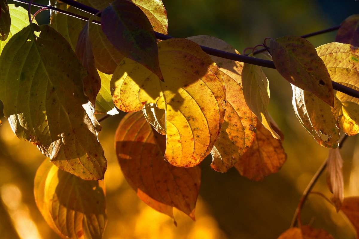 Best HD Pictures about  Mrike Dies Ist Ein Herbsttag  with No AI Images